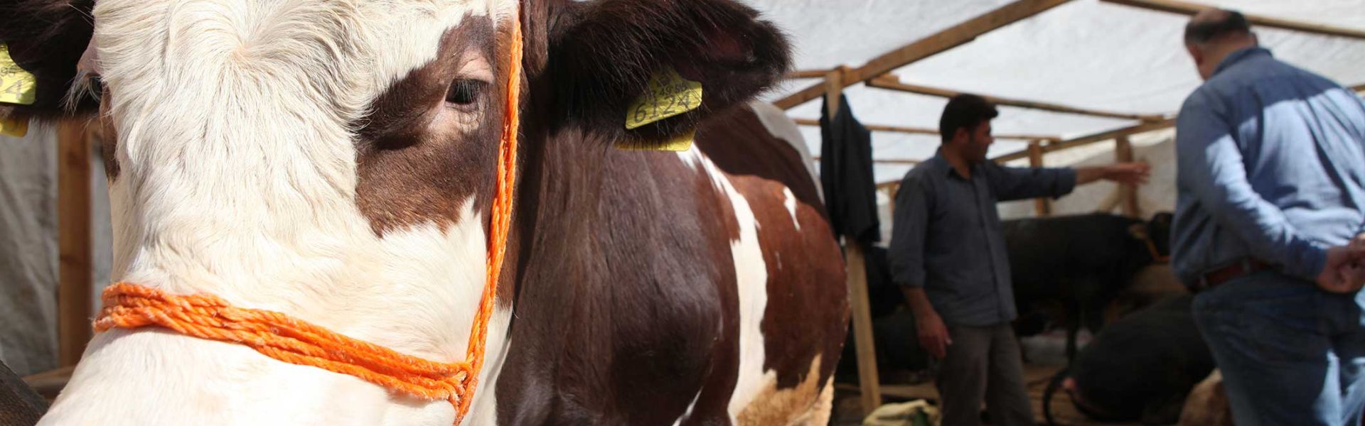 Une vache sur un marché en Turquie