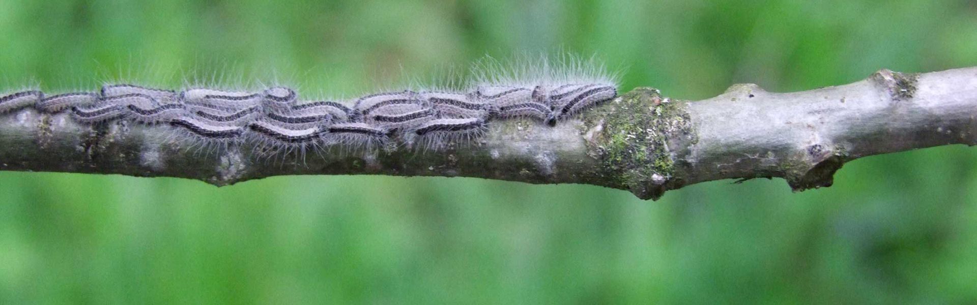 Des chenilles processionnaires du chêne